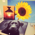 3 canvas prints including one with pet